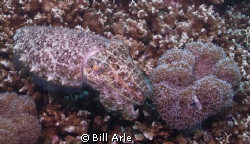 Cuttlefish.  Canon G-10. by Bill Arle 